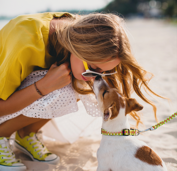 Hunde - der beste Freund des Menschen